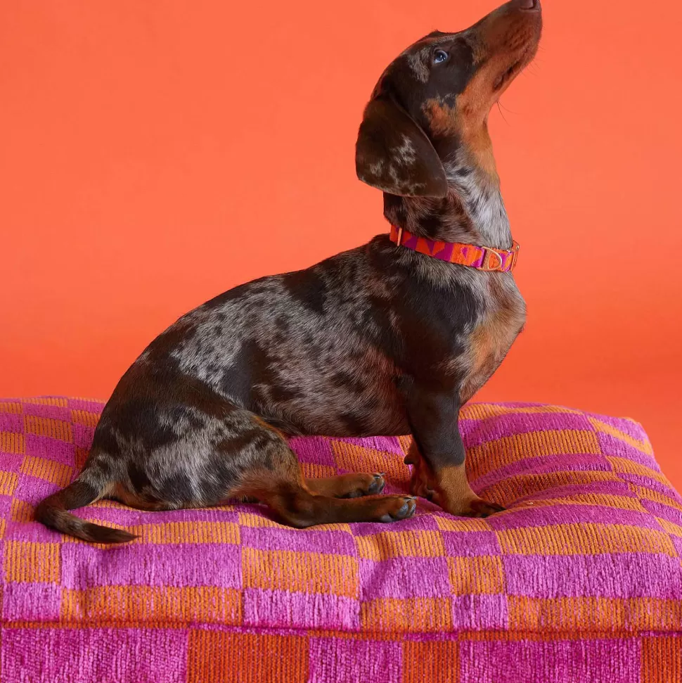 Shop Hondenkussen Jacquard Blok Patroon Oranje En Magenta Maat L Dierbenodigdheden